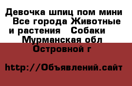 Девочка шпиц пом мини - Все города Животные и растения » Собаки   . Мурманская обл.,Островной г.